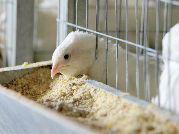 rsz_1quails-in-cages-at-poultry-farm-620x504-min